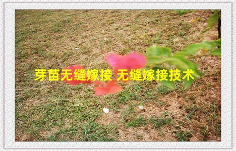 芽苗无缝嫁接 无缝嫁接技术